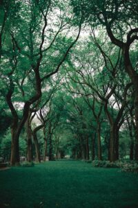 forest
